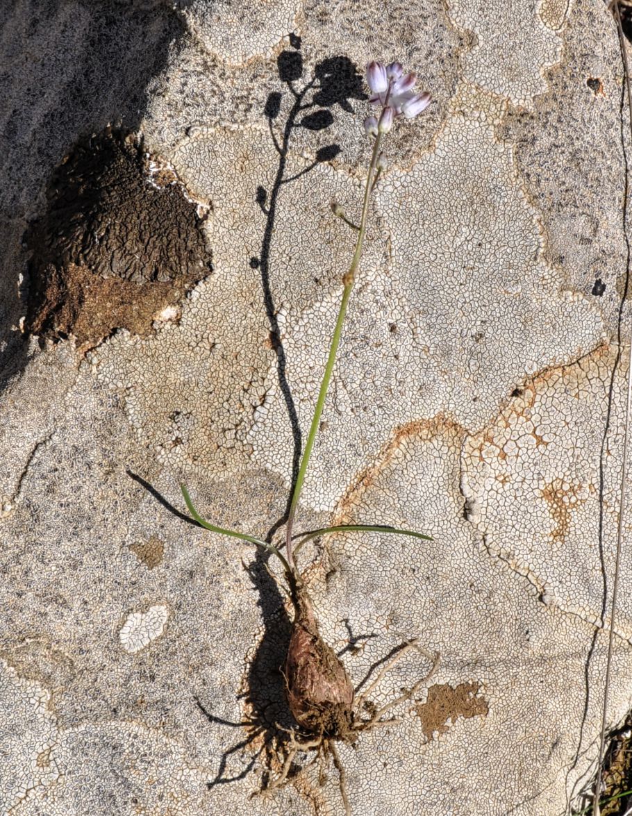 Image of Prospero autumnale specimen.