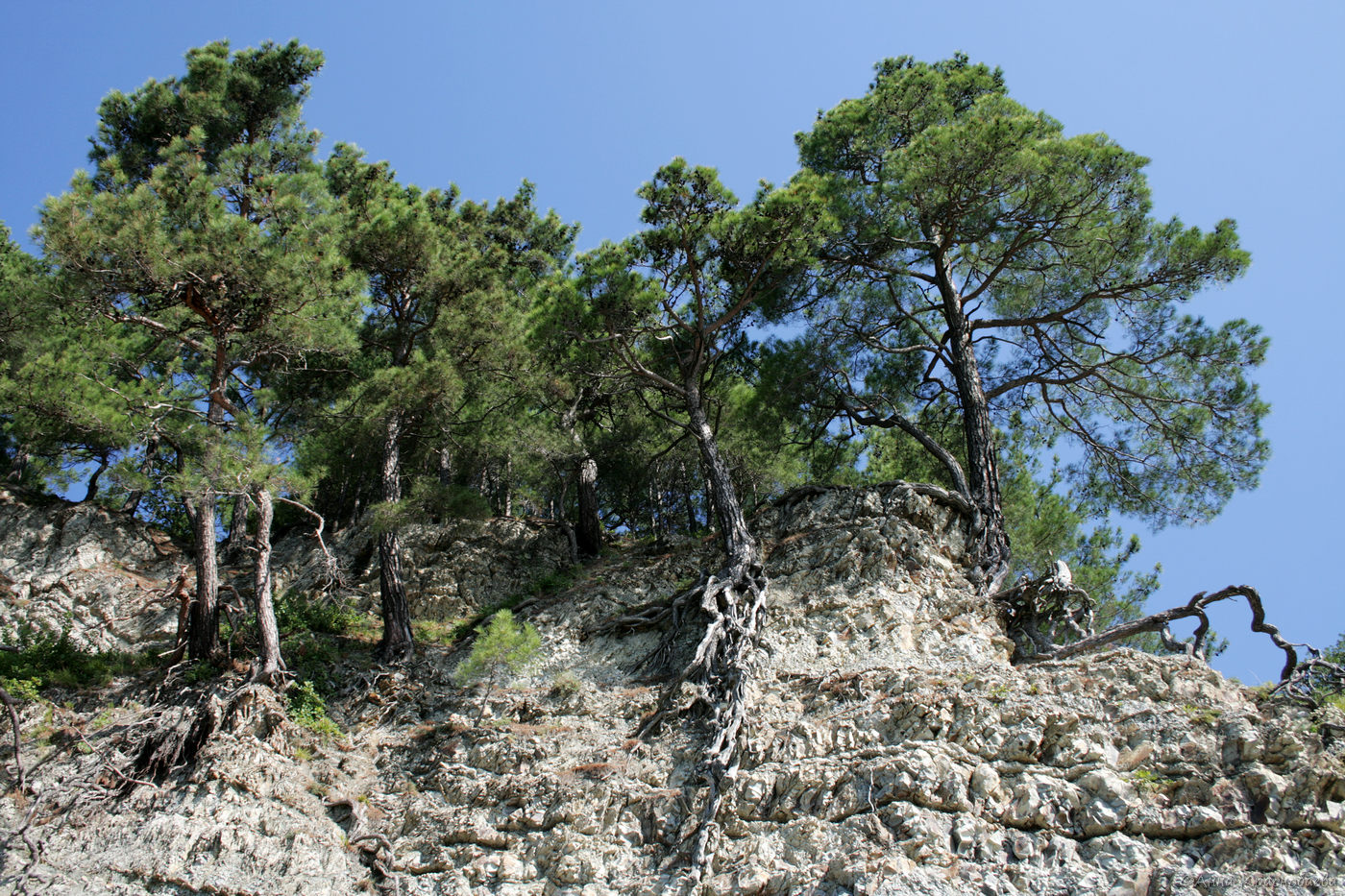 Image of Pinus pityusa specimen.