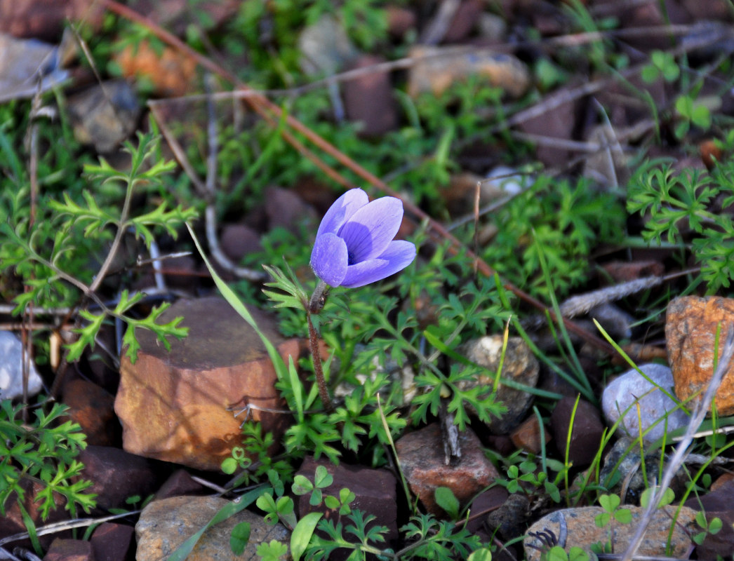 Image of Anemone coronaria specimen.