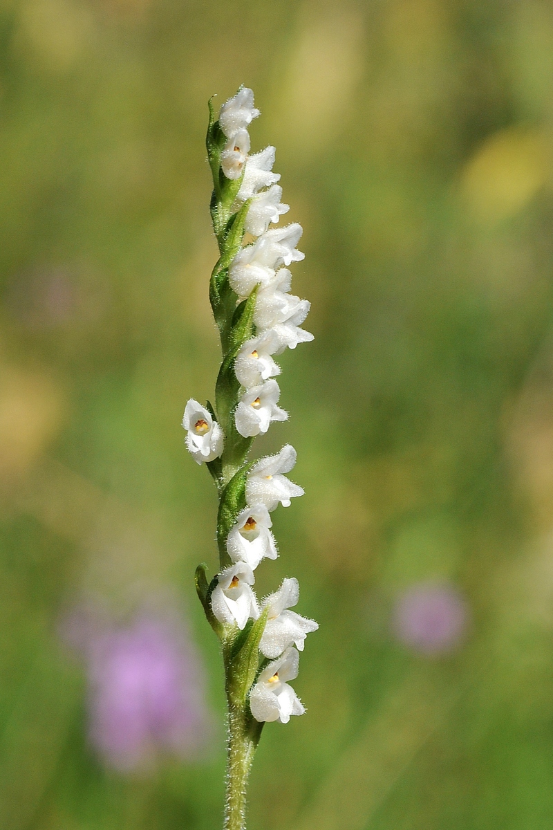 Image of Goodyera repens specimen.