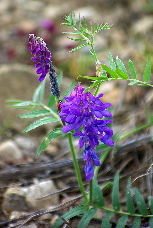 Image of Vicia cracca specimen.