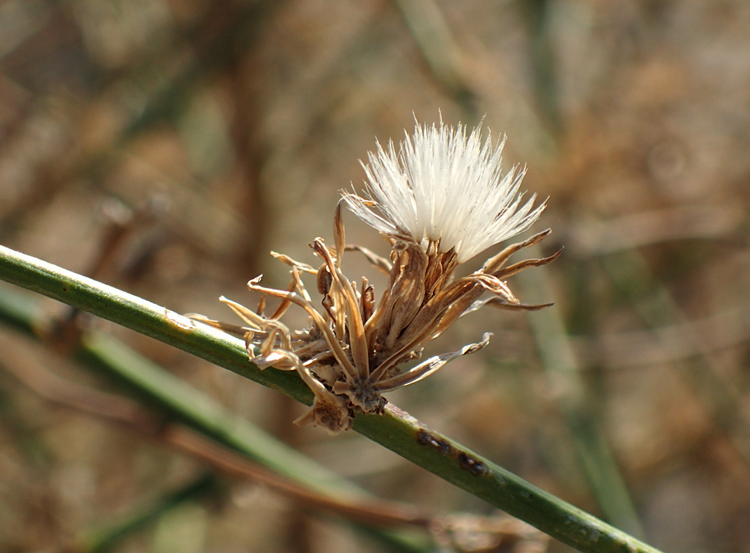 Image of Chondrilla juncea specimen.