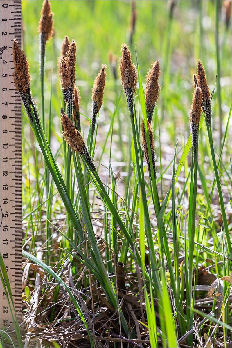 Image of Carex cespitosa specimen.