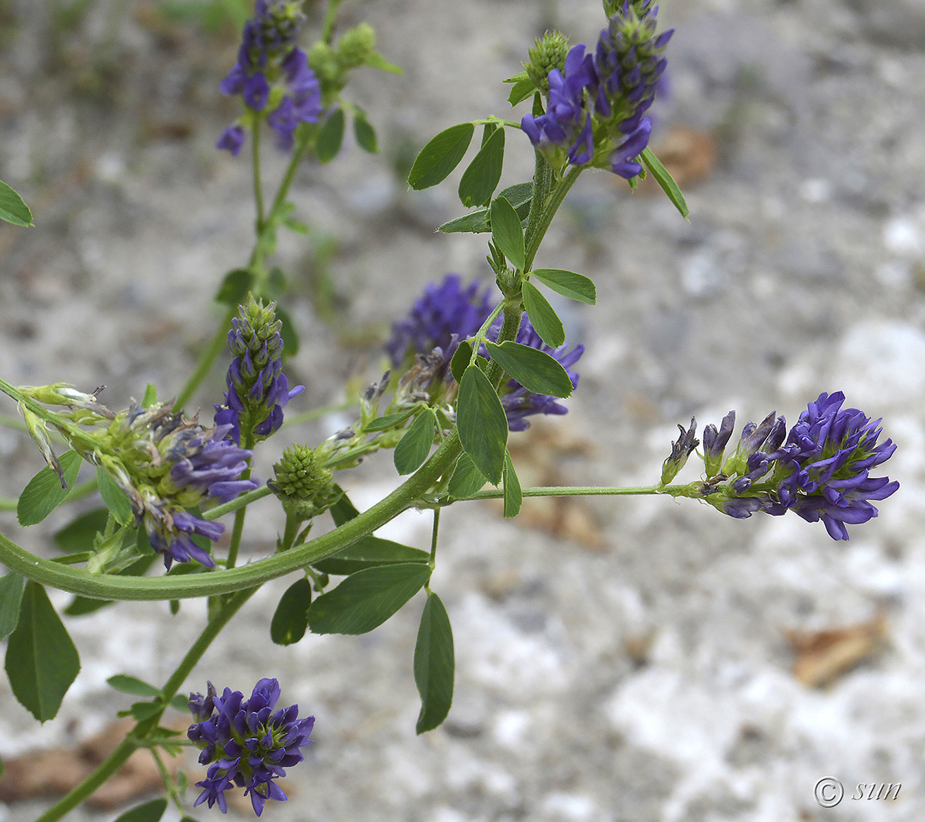 Изображение особи Medicago sativa.