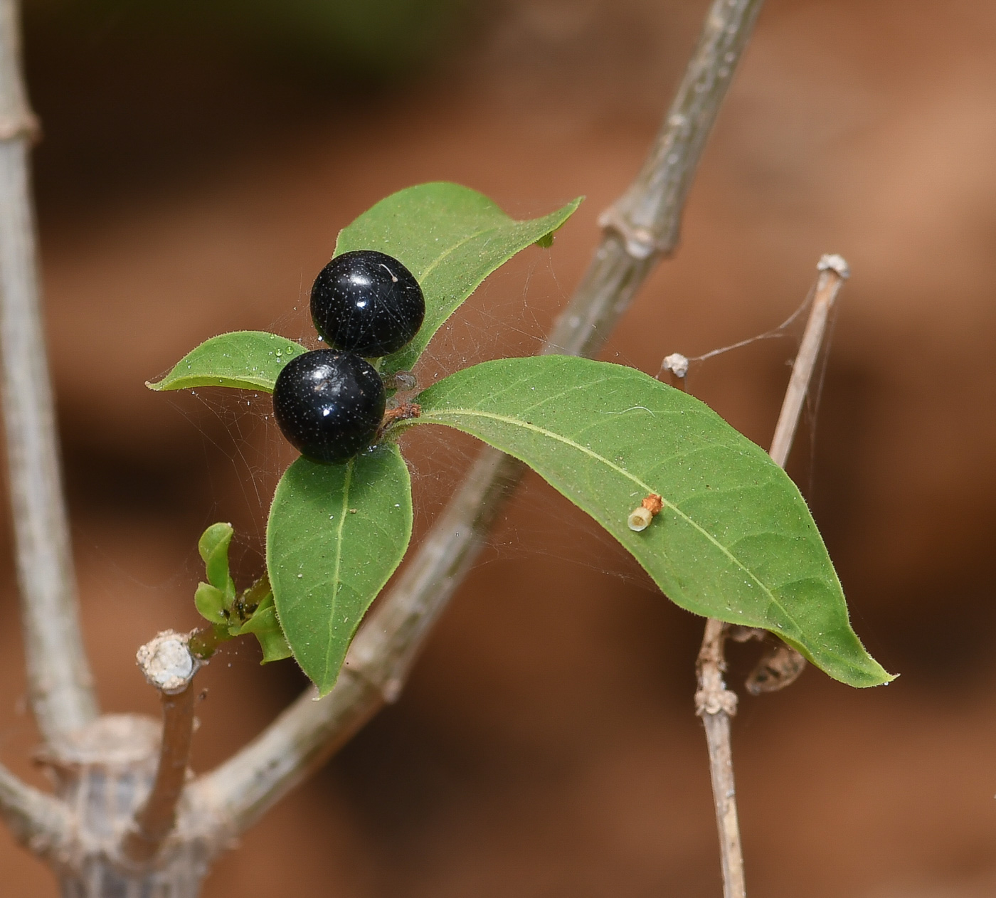 Image of Rauvolfia tetraphylla specimen.