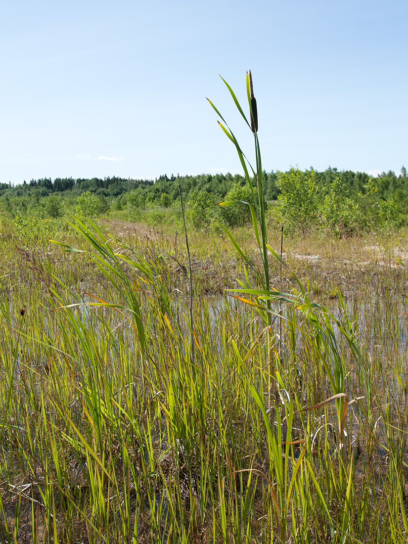 Image of Typha latifolia specimen.