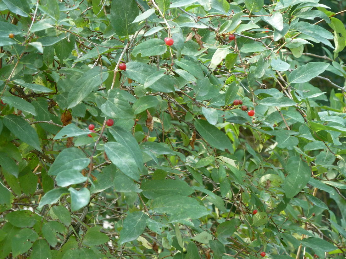 Image of Lonicera tatarica specimen.