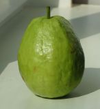 Psidium guajava