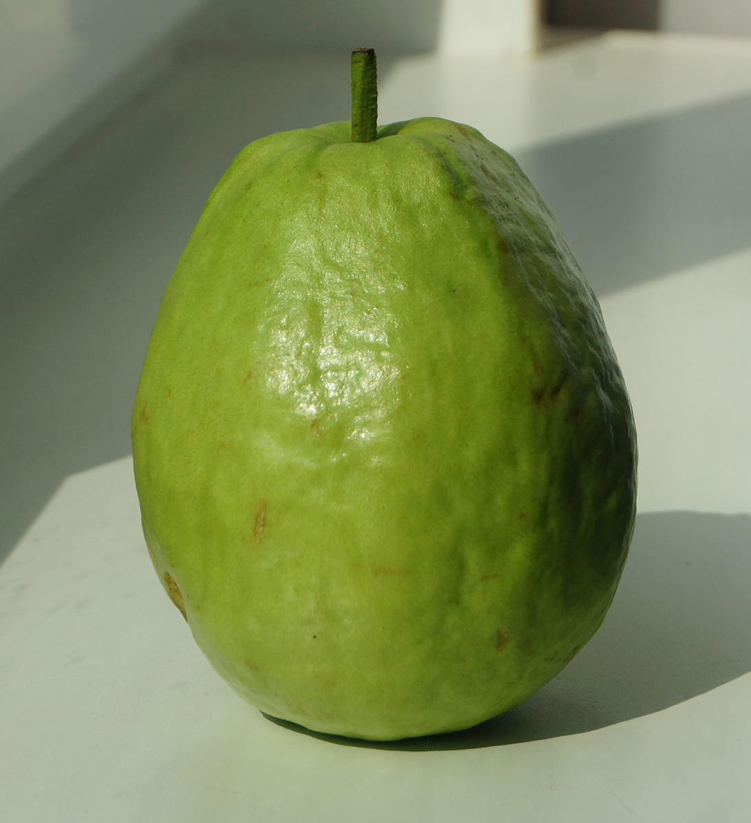 Image of Psidium guajava specimen.