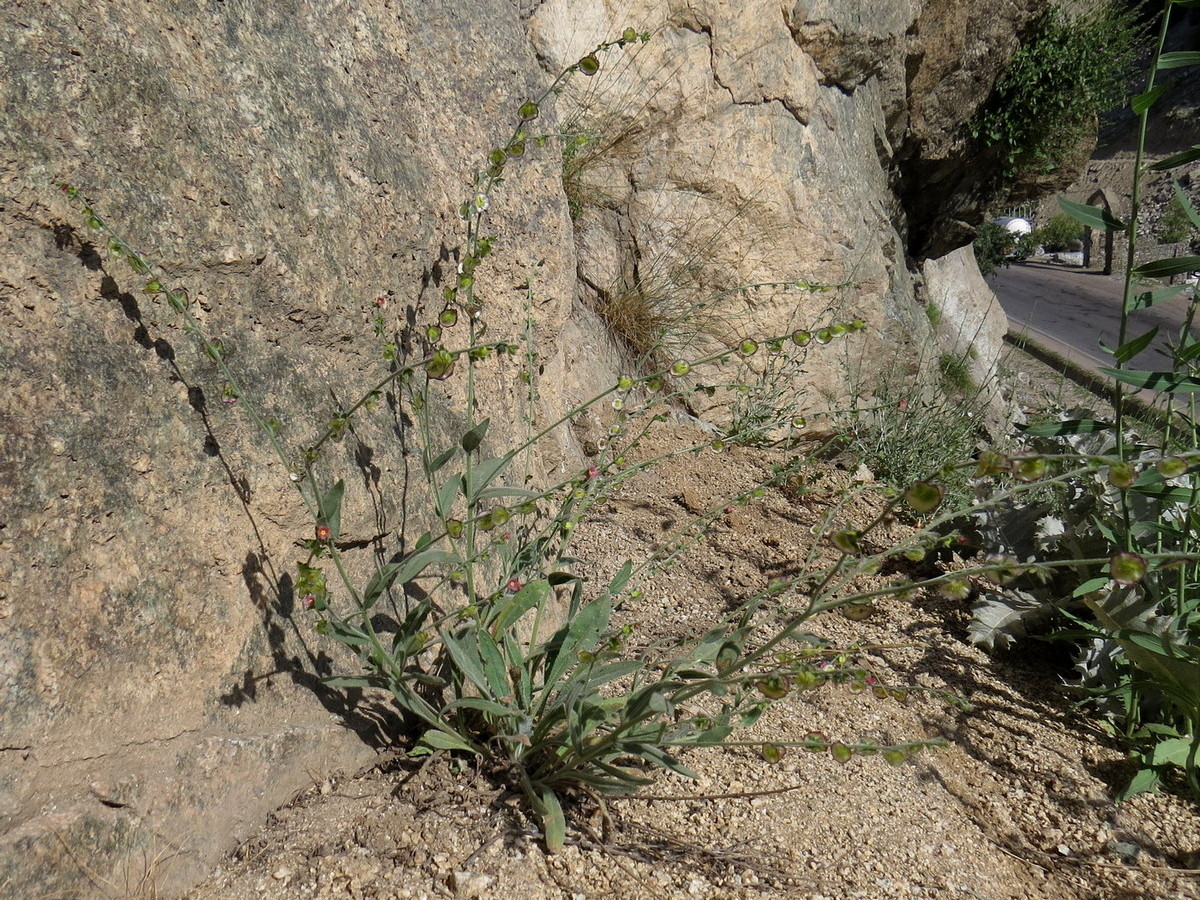 Image of Paracaryum himalayense specimen.