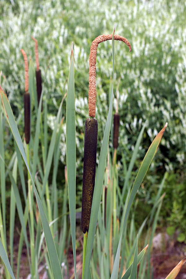 Изображение особи Typha latifolia.