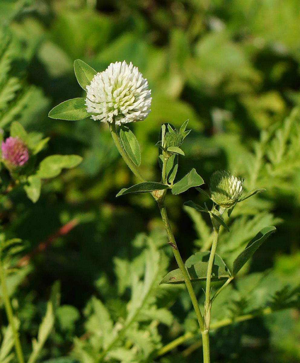 Изображение особи Trifolium pratense var. albiflorum.