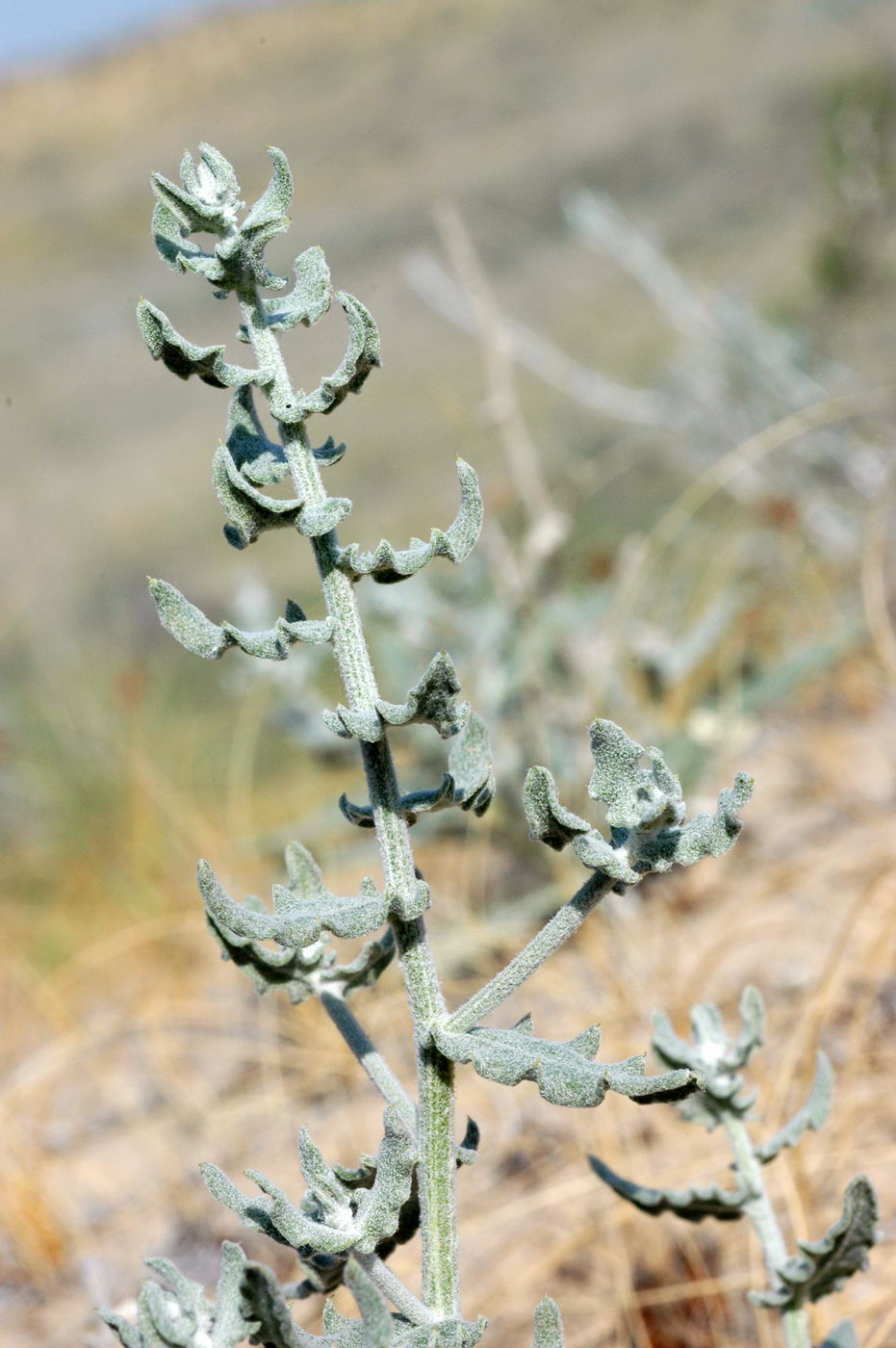 Image of Jurinea derderioides specimen.