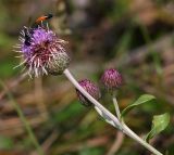 Cirsium setosum