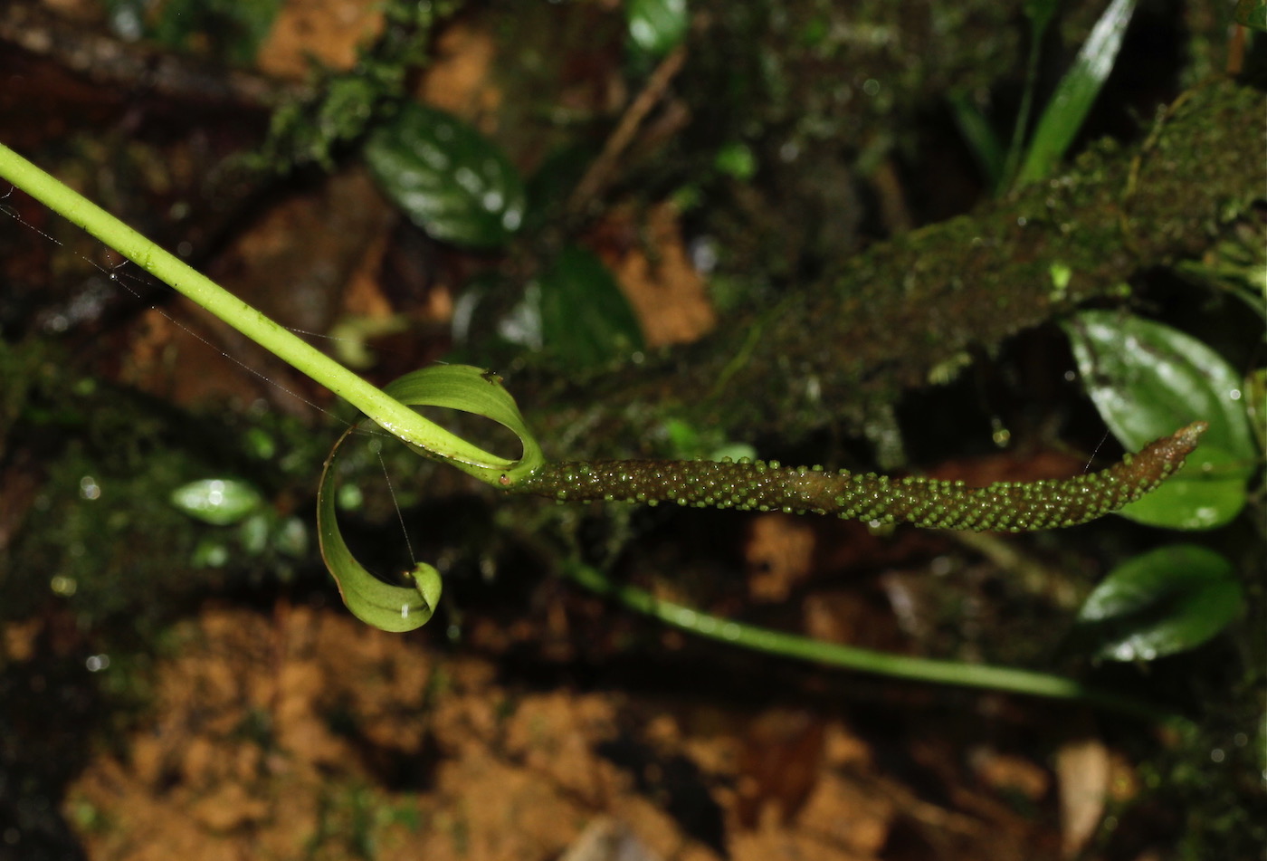 Image of Anthurium supraglandulum specimen.