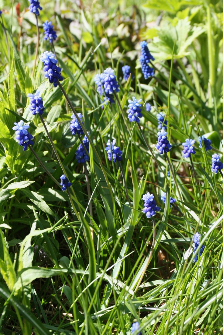 Image of Muscari botryoides specimen.