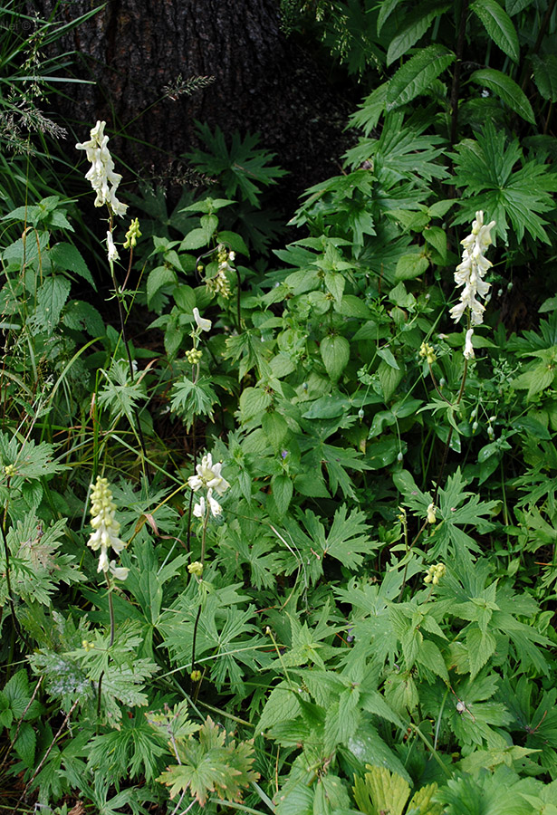 Изображение особи Aconitum krylovii.