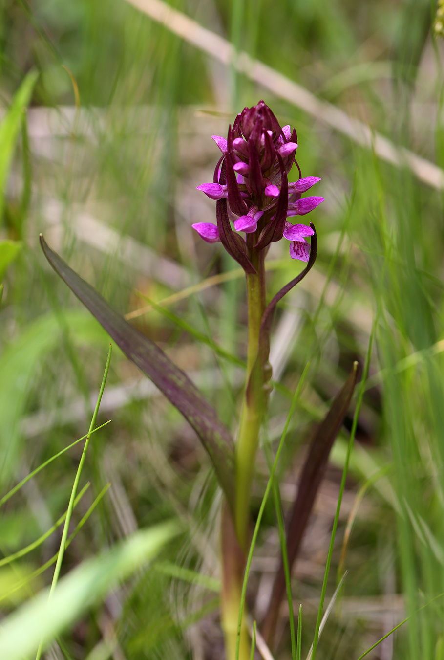 Изображение особи род Dactylorhiza.