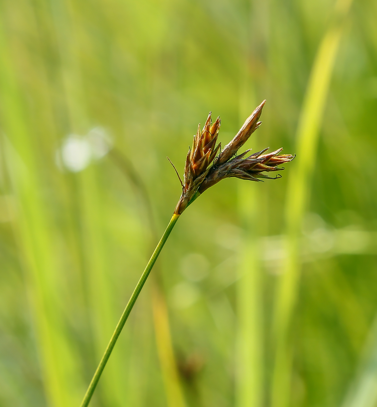 Image of genus Carex specimen.