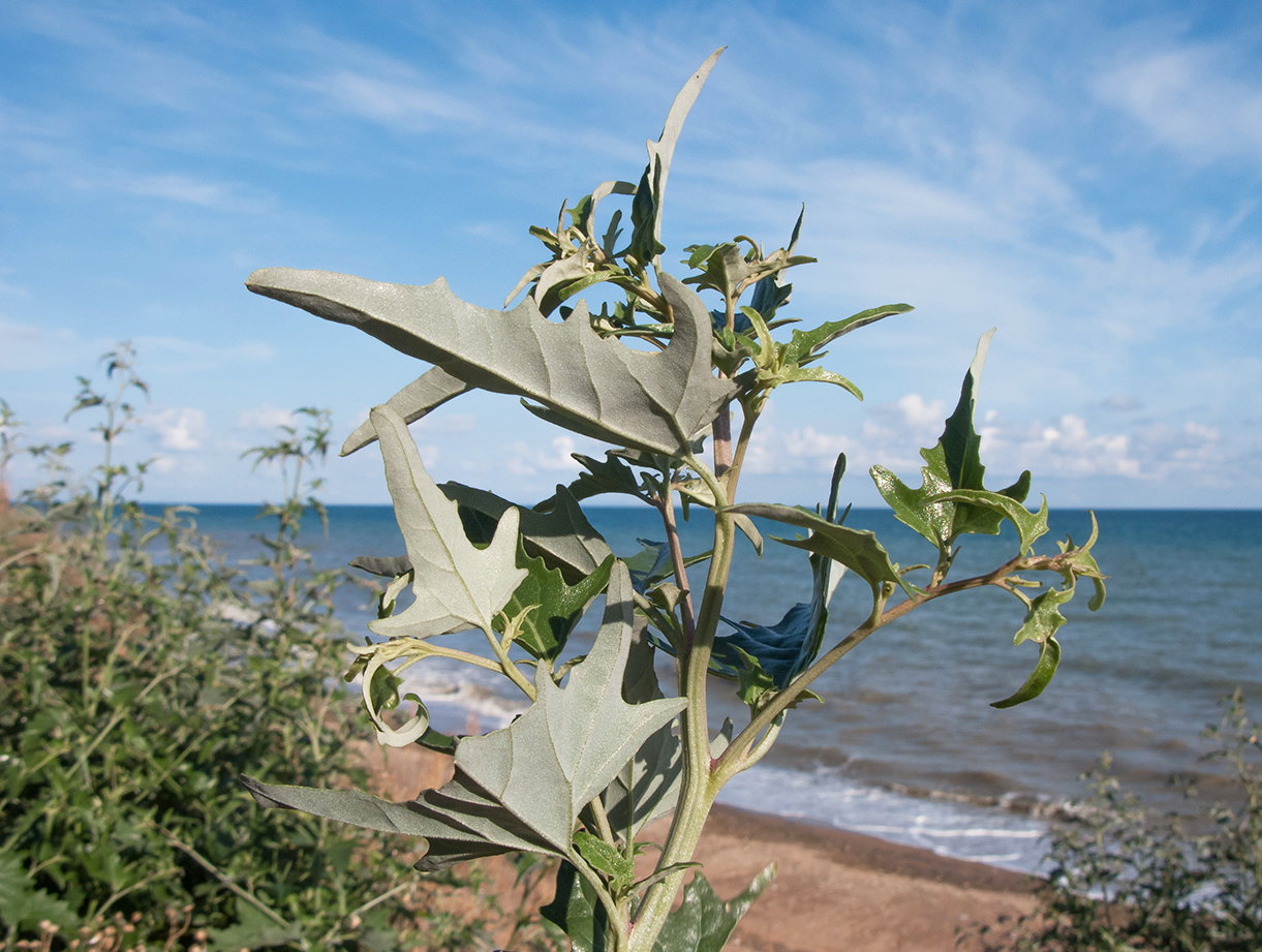 Изображение особи Atriplex aucheri.