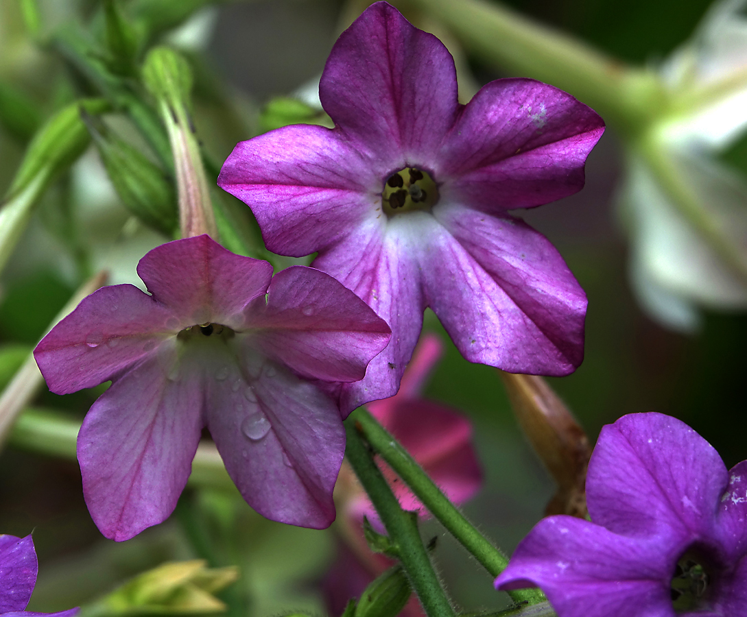 Image of Nicotiana alata specimen.