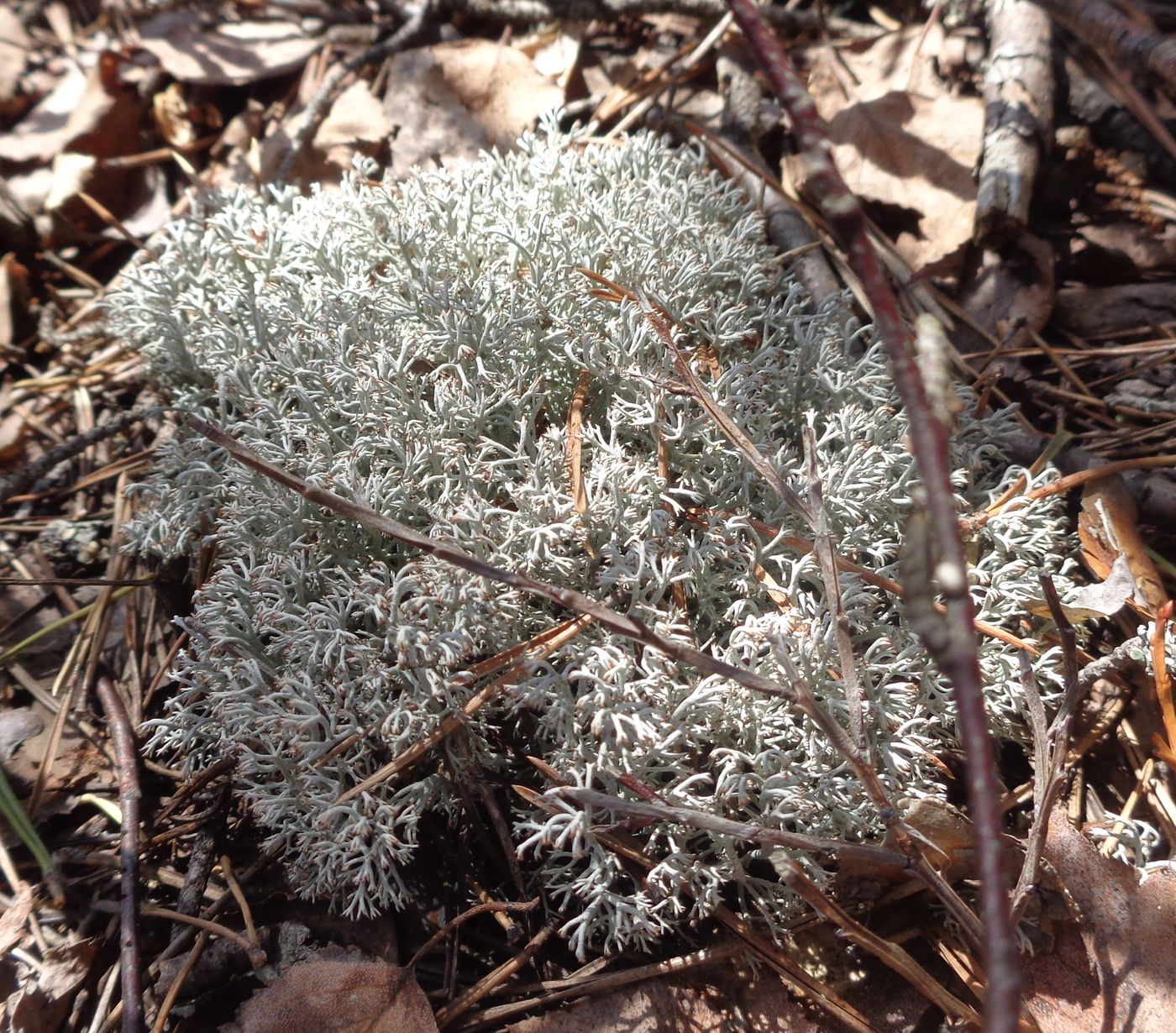 Изображение особи Cladonia rangiferina.