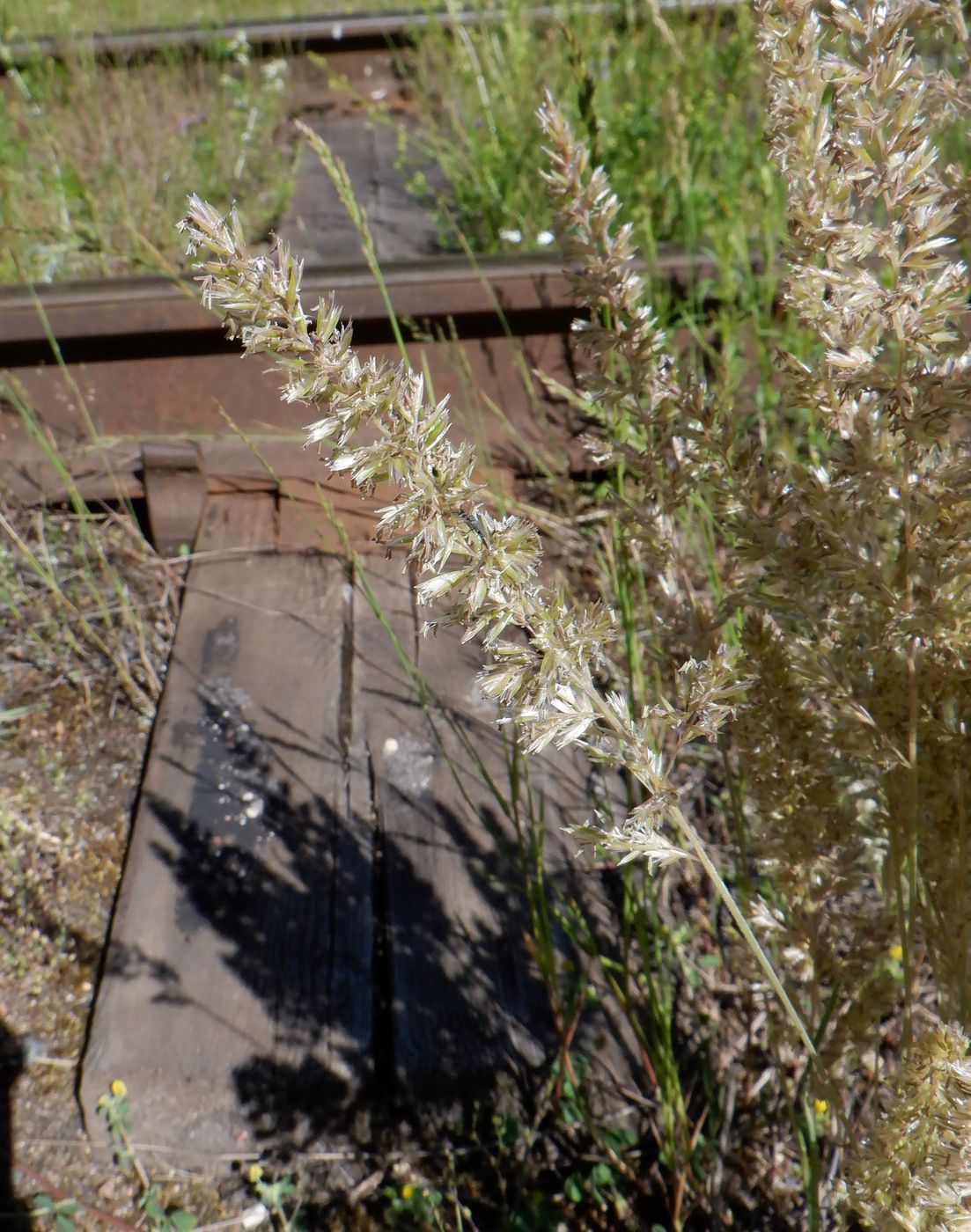 Image of Koeleria glauca specimen.