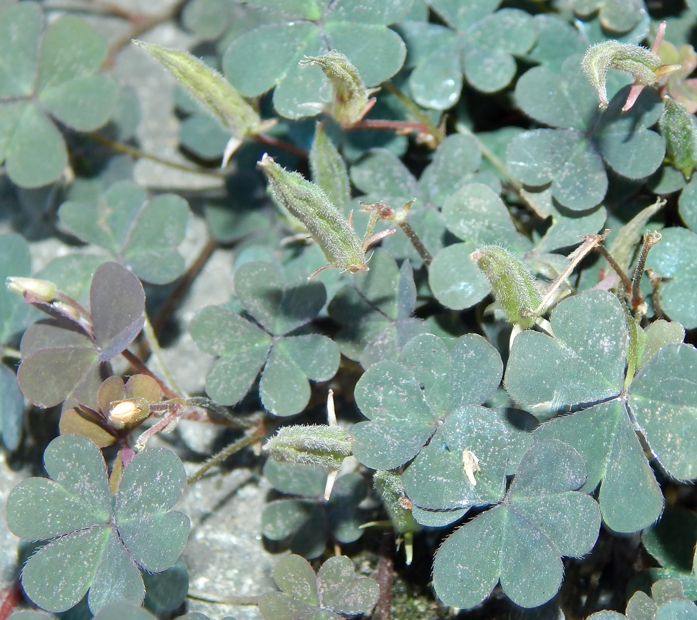 Image of genus Oxalis specimen.