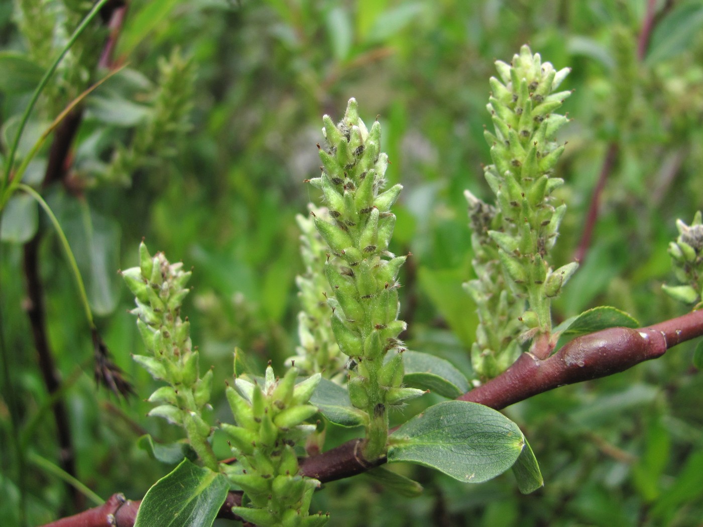 Image of Salix kazbekensis specimen.