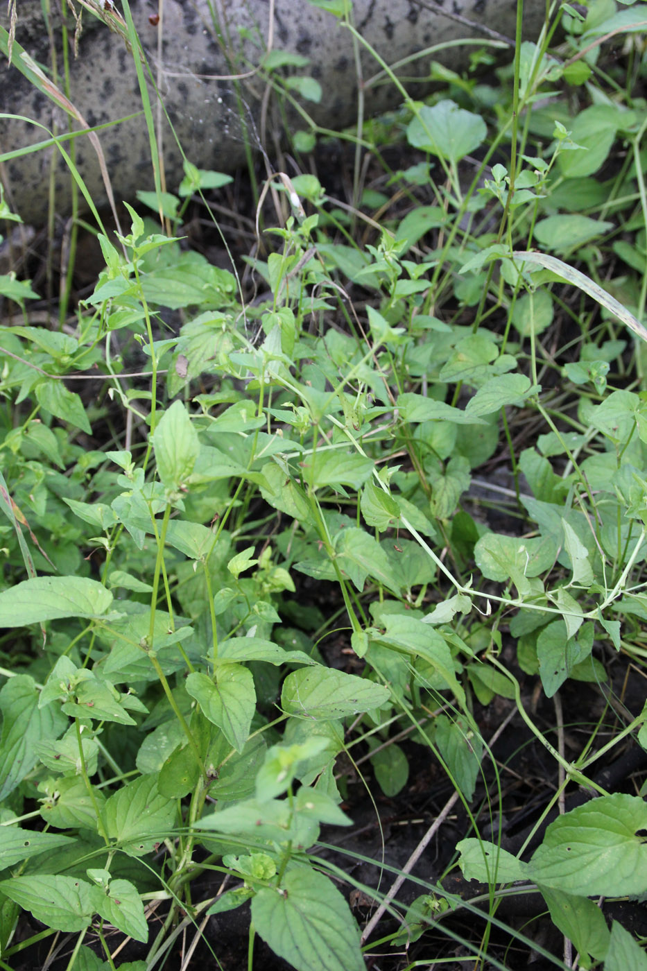 Image of genus Viola specimen.