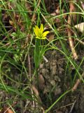 Gagea spathacea. Цветущее и вегетирующие растения. Нидерланды, провинция Drenthe, деревня Roden, парк на территории поместья (мызы). 13 апреля 2008 г.