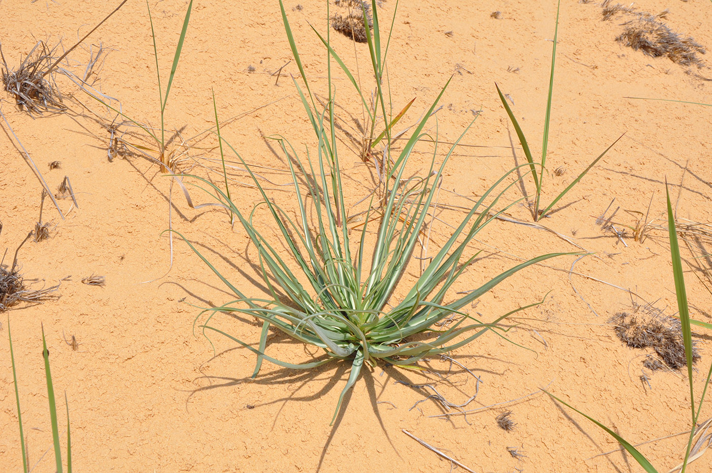 Image of genus Tragopogon specimen.