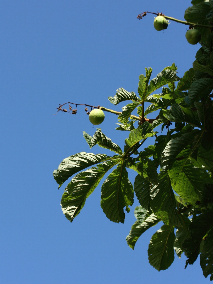 Изображение особи Aesculus hippocastanum.