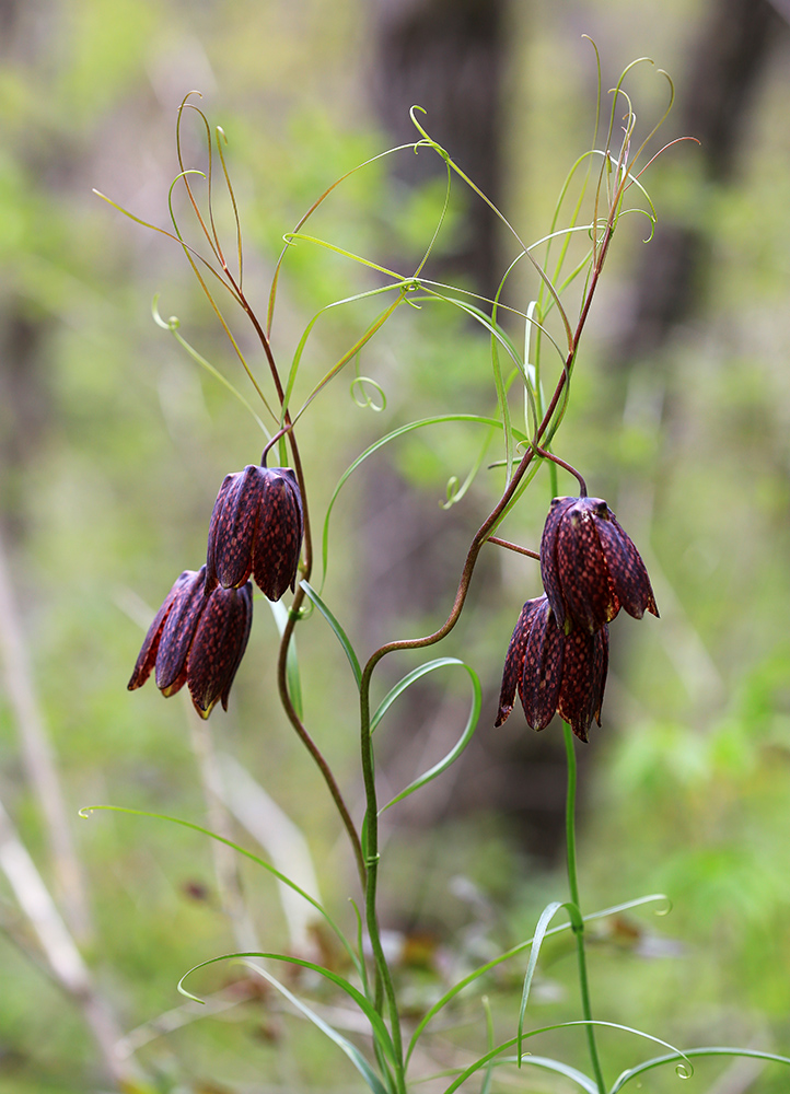 Изображение особи Fritillaria ussuriensis.