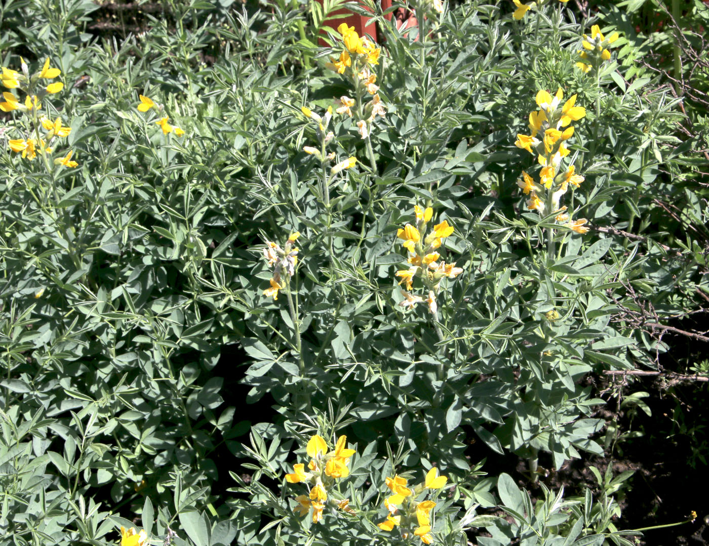 Image of Thermopsis lanceolata specimen.