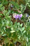 Lathyrus japonicus ssp. maritimus