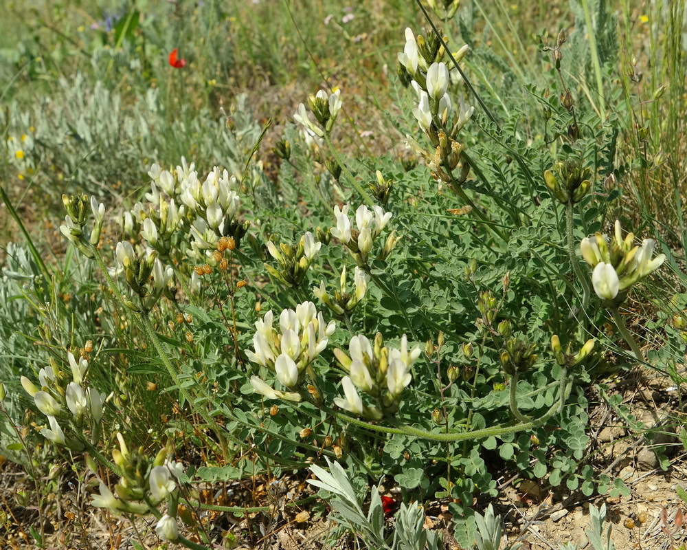 Изображение особи Astragalus glaucus.