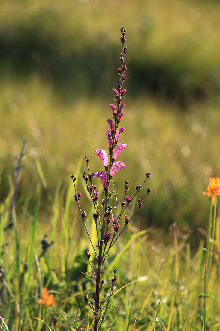 Изображение особи Pedicularis grandiflora.