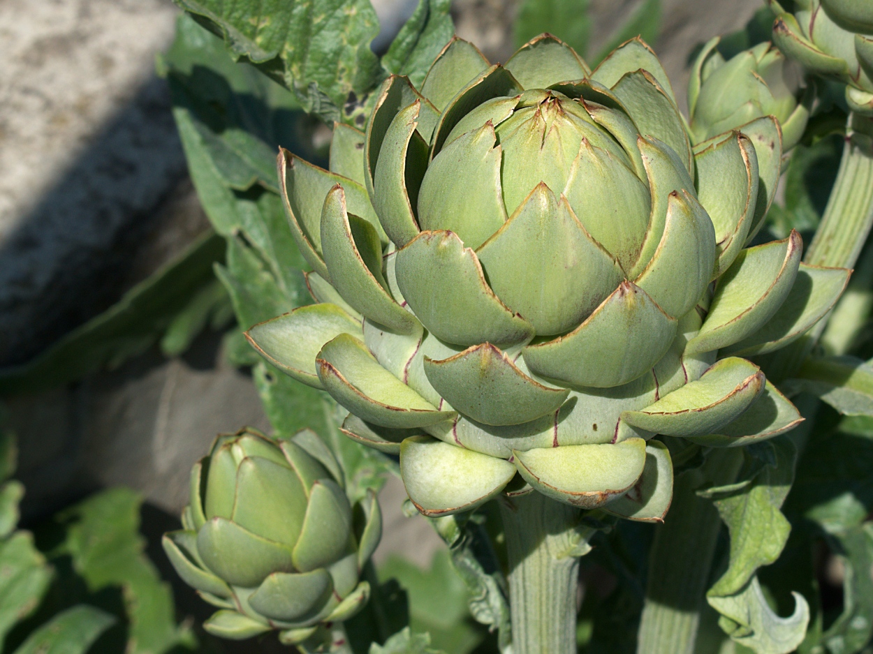 Image of Cynara scolymus specimen.