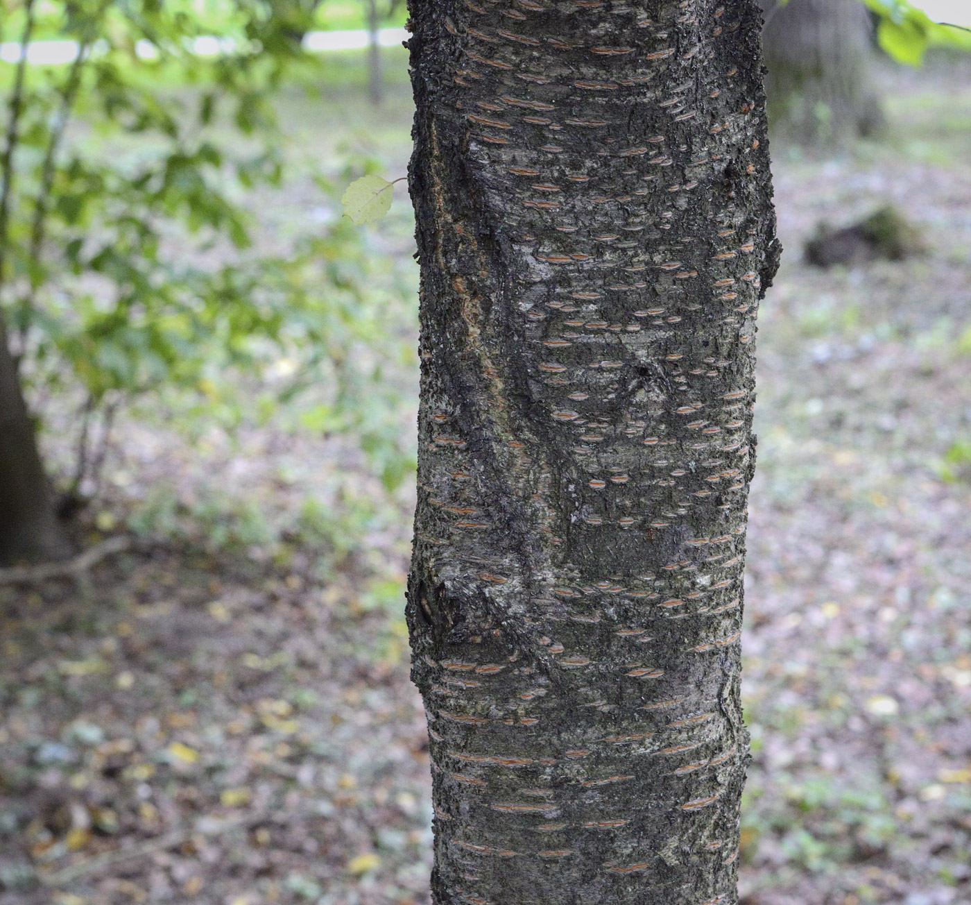 Image of genus Prunus specimen.