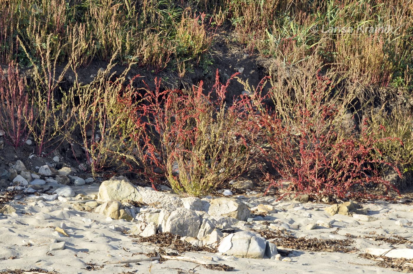 Image of genus Chenopodium specimen.