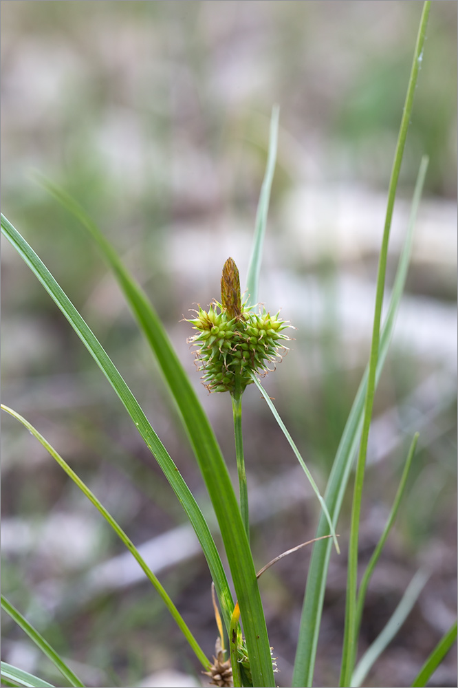 Image of Carex serotina specimen.