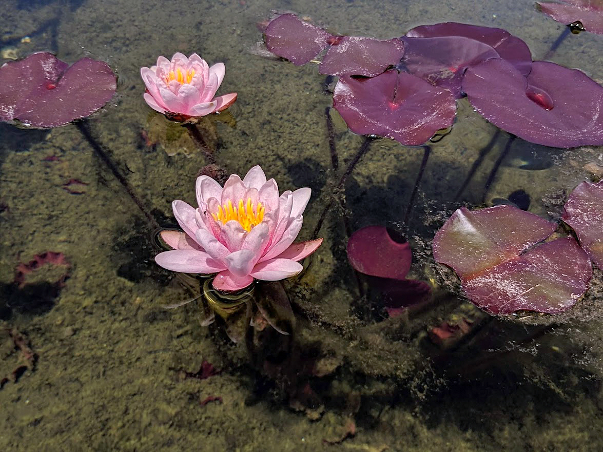 Image of Nymphaea odorata specimen.