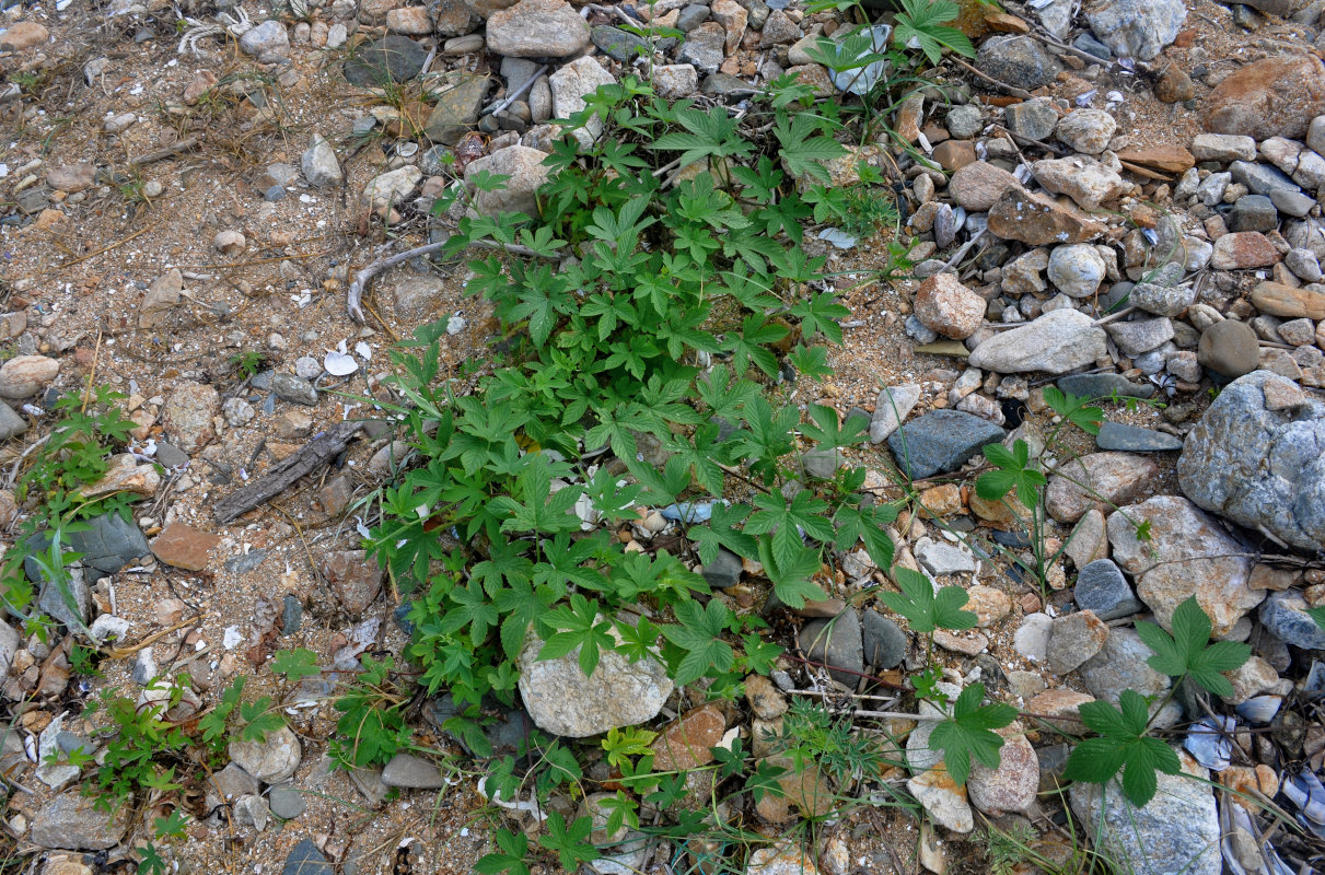 Image of Humulopsis scandens specimen.