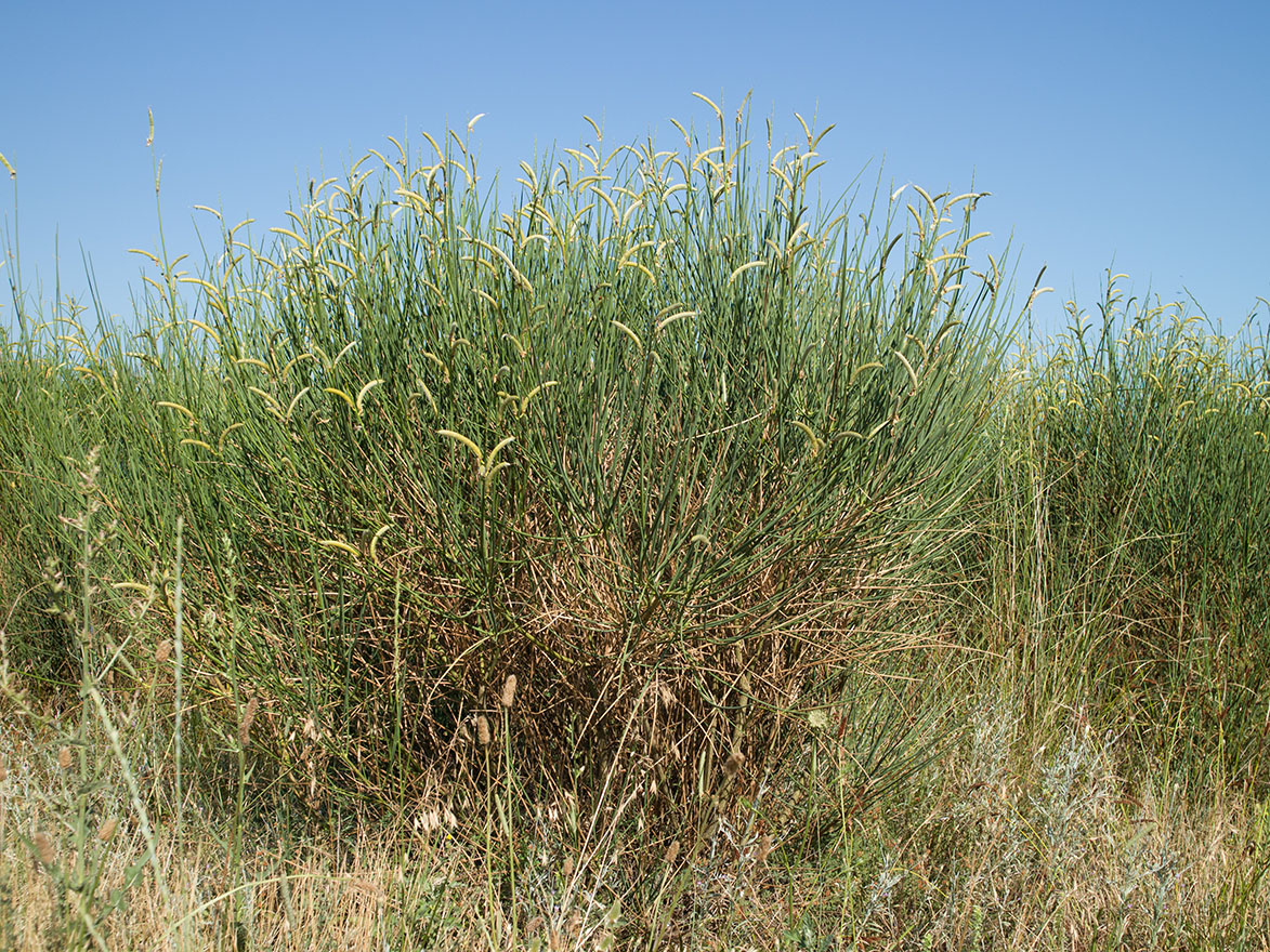 Image of Spartium junceum specimen.