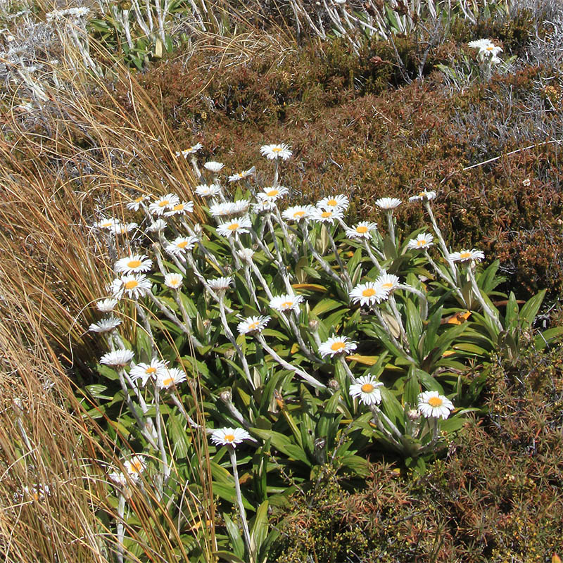 Изображение особи семейство Asteraceae.