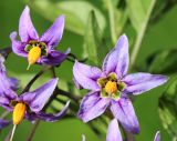 Solanum dulcamara