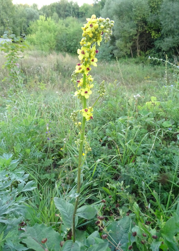 Изображение особи Verbascum nigrum.