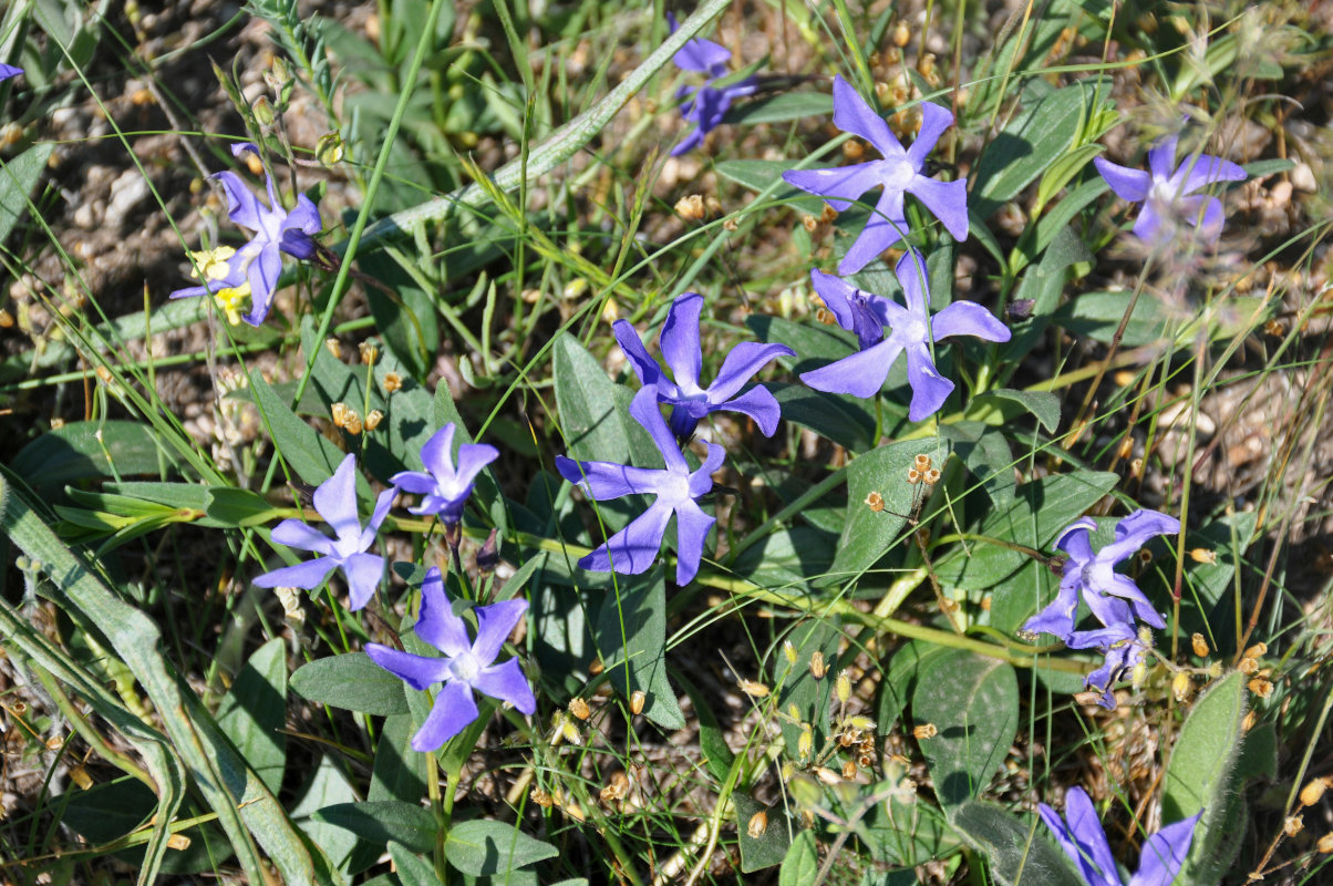 Изображение особи Vinca herbacea.