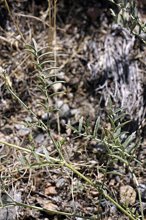 Image of genus Astragalus specimen.